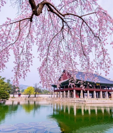 cherry blossom and temple south korea