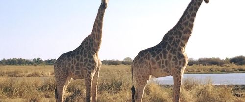 two giraffes in gaborone botswana wilderness