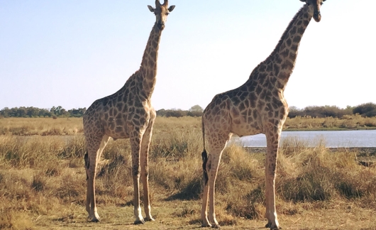 Giraffe in Gaborone