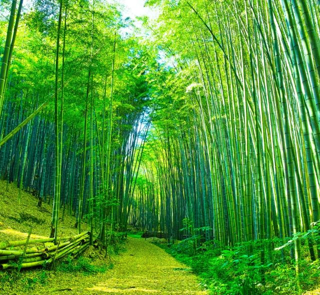 bamboo forest walkway kyoto japan