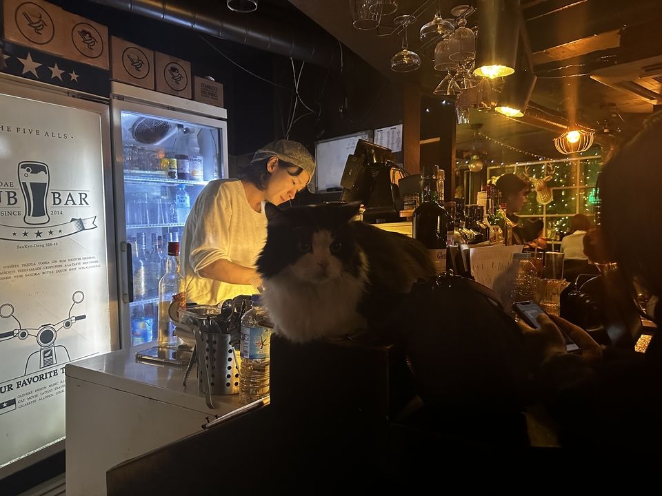 Black and white cat sitting on the bar