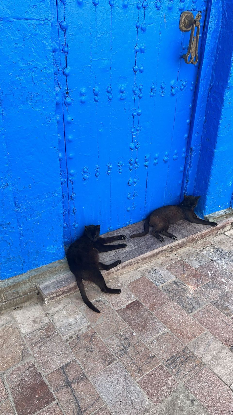 Cats in front of blue door in Morocco