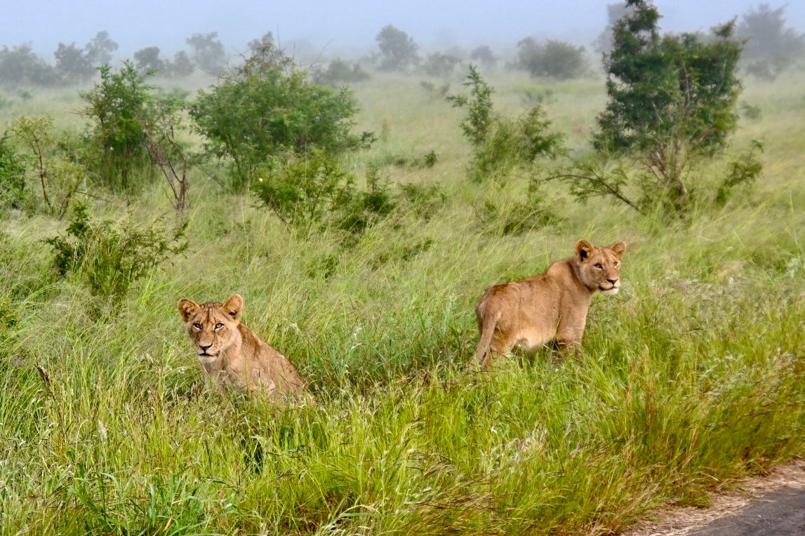 Kruger National Park visual data 3