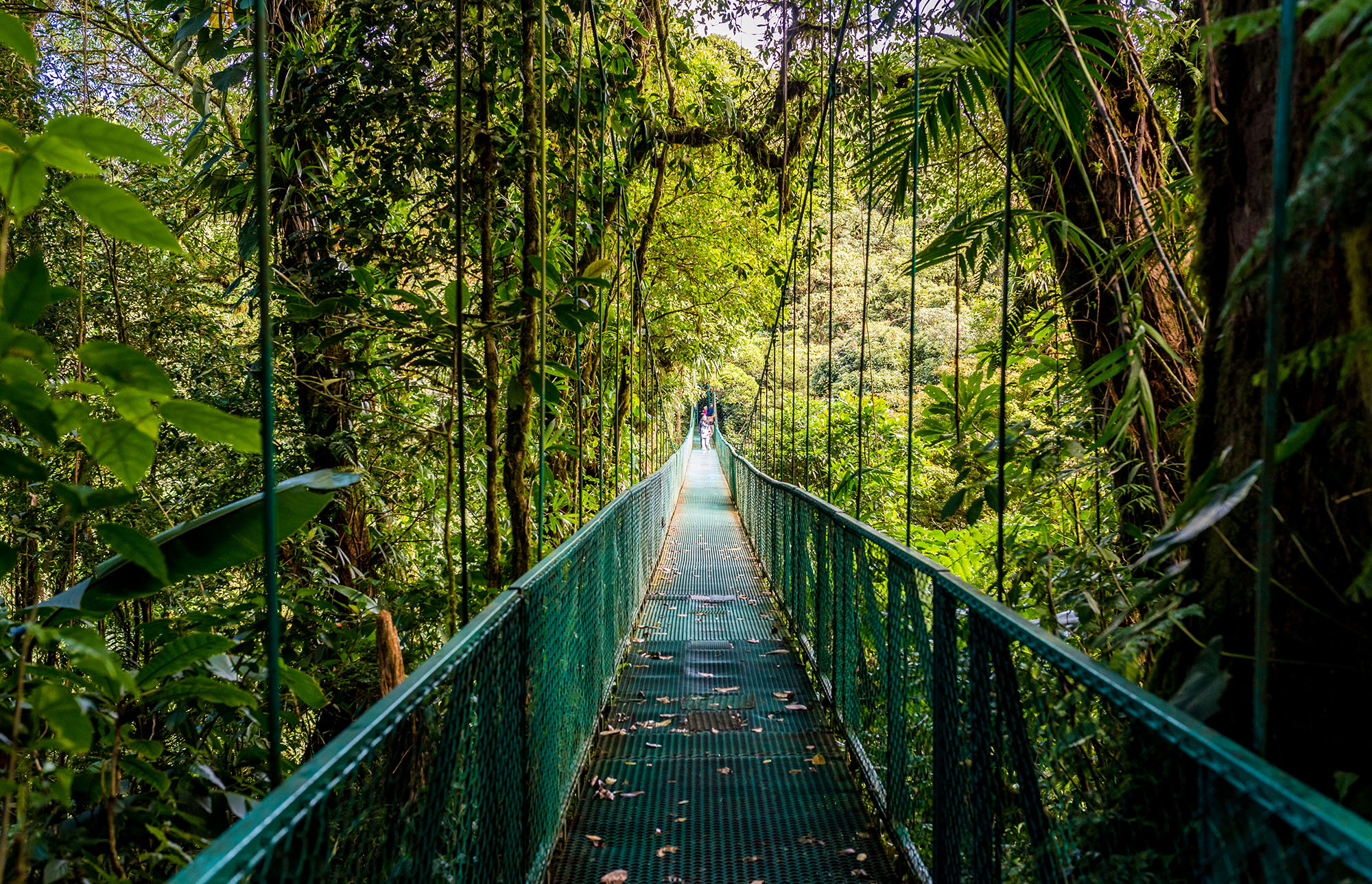 bridge costa rica monteverde