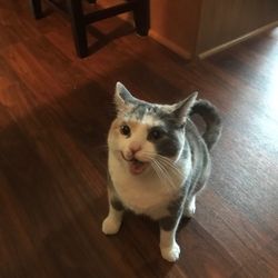 my cat, blu belle! she is a dilute torbie calico. in this photo, she is licking her chops (licking her mouth) while sitting.