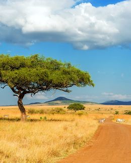 77528_High School Summer Abroad_Botswana_Beautiful landscape with nobody tree in Africa (1).jpg