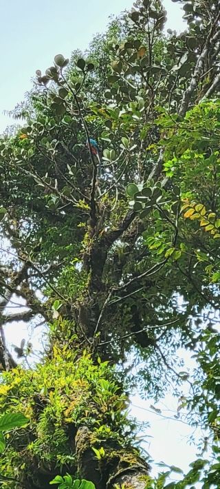 Photo for blog post Exploring Costa Rica's Cloud Forest