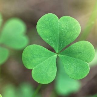 A close up image of a three leafed shamrock.