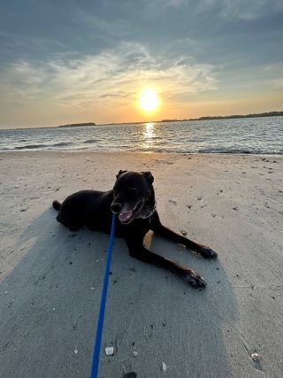Rocky at the beach