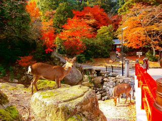 Deer in a park in Japan with fall leaves behind it