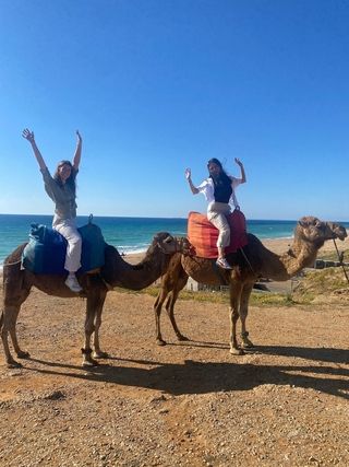 camel