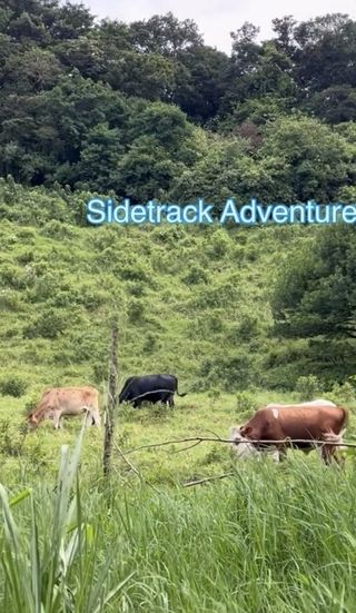 monteverde study abroad animals CIEE