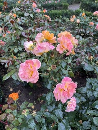 Walking through a German rose garden