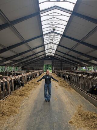 Person standing in the middle of a dairy barn, surrounded by rows of cows on both sides under a skylit roof.