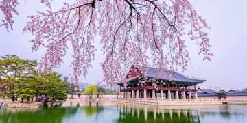 cherry blossom and temple south korea