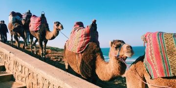 camels by the ocean rabat morocco