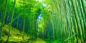 bamboo forest walkway kyoto japan