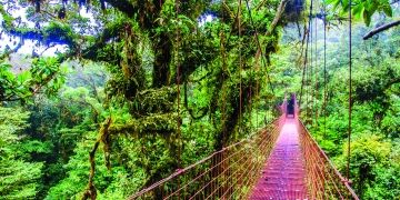 red bridge monteverde rain forest