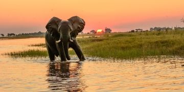 gaborone elephant in river at sunset