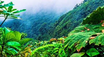 monteverde-cloud-forest