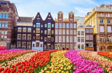 amsterdam colorful flowers and row houses