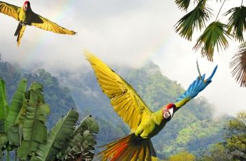 monteverde birds flying