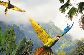 monteverde birds flying