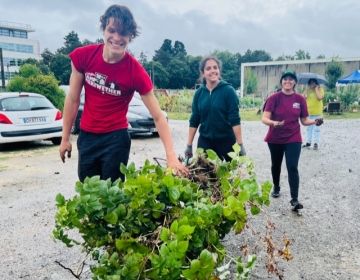 moving raspberry bush