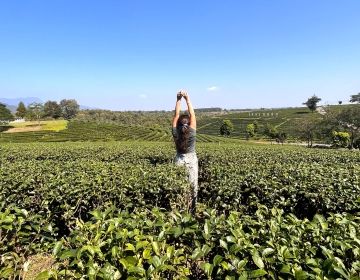Back view of a girl standing in a field of tea plants