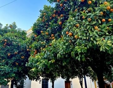 orange tree abroad