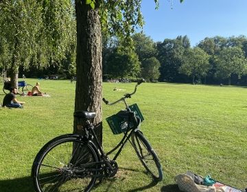 amsterdam bike against tree park