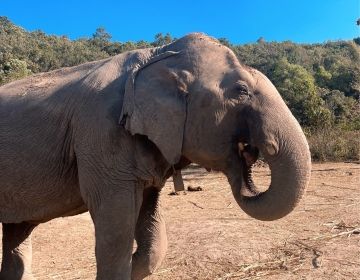 cute elephant in a dusty landscape