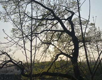 a tree in the foreground with a sunset poking out behind it. 