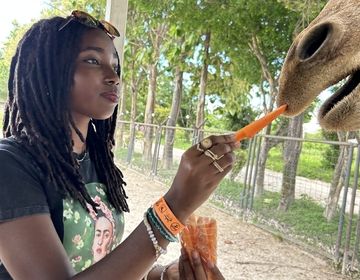 Student feeding a giraffe 