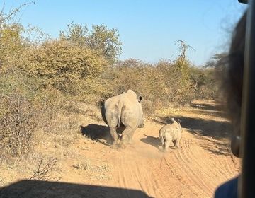rhino mom and baby