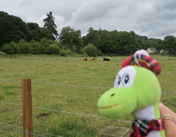 Coos!