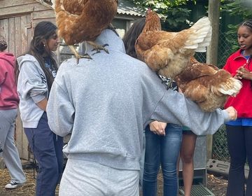 chickens 