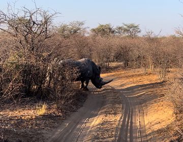 Rhino crossing!