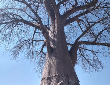 Baobab tree