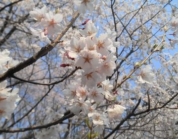 Cherry Blossom