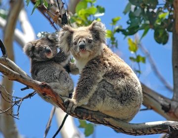 koala