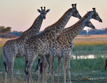Giraffes in the Okavango Delta