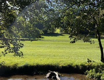 Hanna shows the woods near her house in Germany.