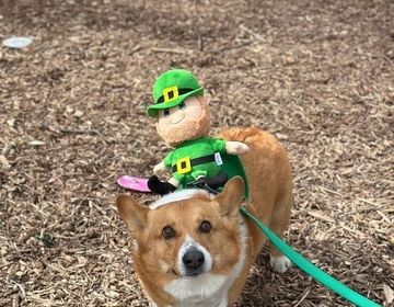 Ines saw a dog decked out in green on St. Patrick's Day in Chicago.