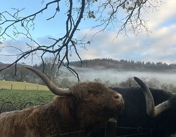 highland-cows.jpeg