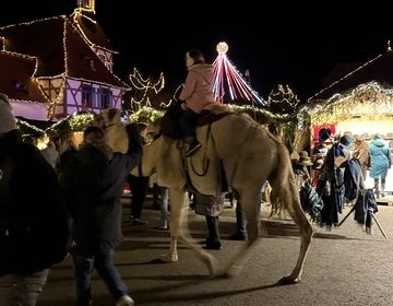 A camel strolls through the German Christmas market