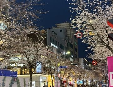 Photo of a street in Sinchon-dong lined with cherry blossoms