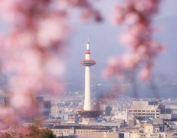 cherry blossoms framing Kyoto