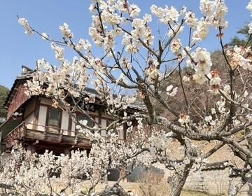 Image of plum blossoms at Dosan Seowon