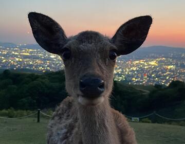 Nara deer